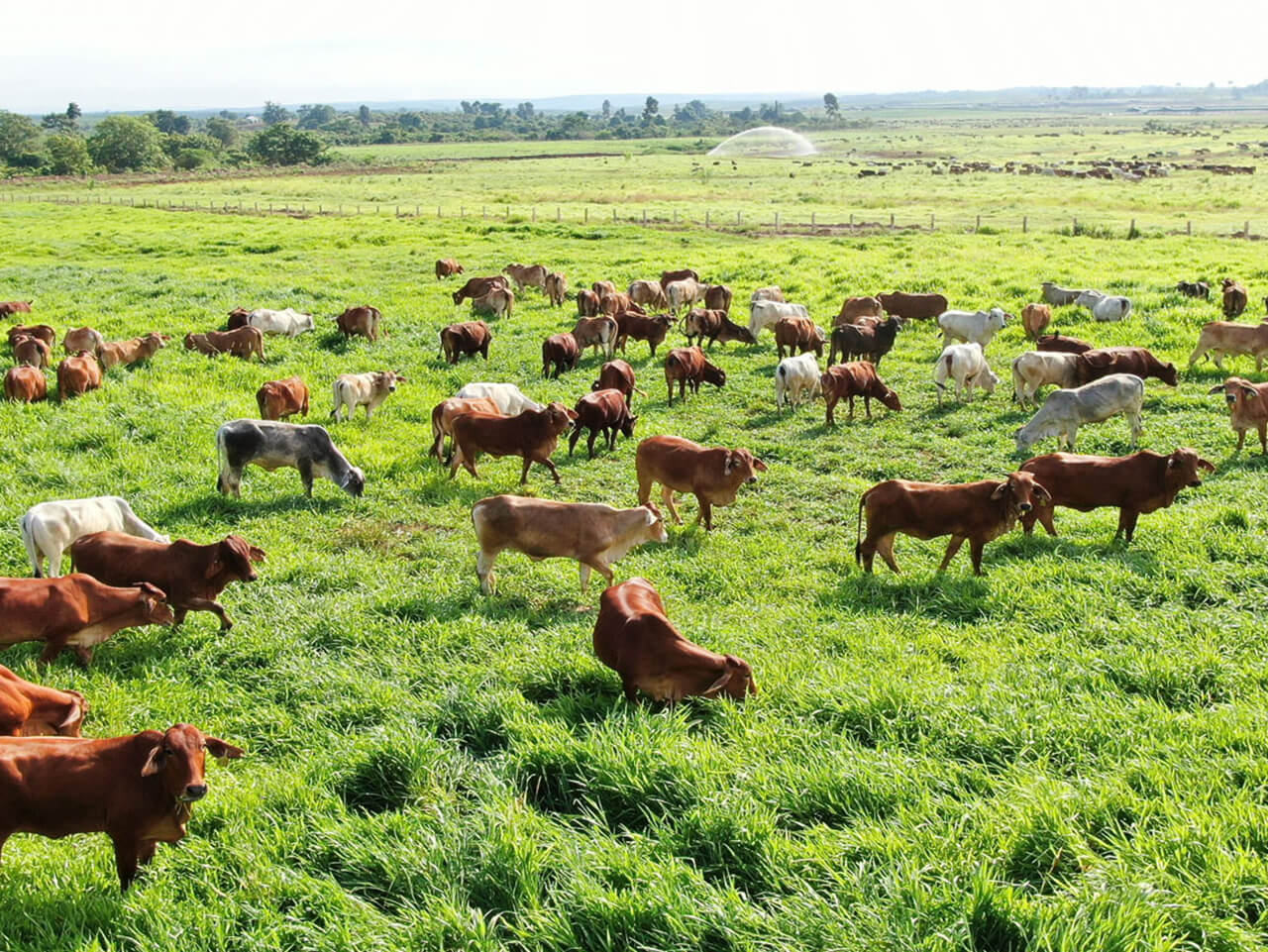 Financing Sustainable Integrated Livestock and Farming Models